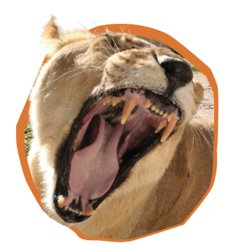 Lion roaring showing teeth